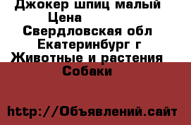 Джокер шпиц малый › Цена ­ 25 000 - Свердловская обл., Екатеринбург г. Животные и растения » Собаки   